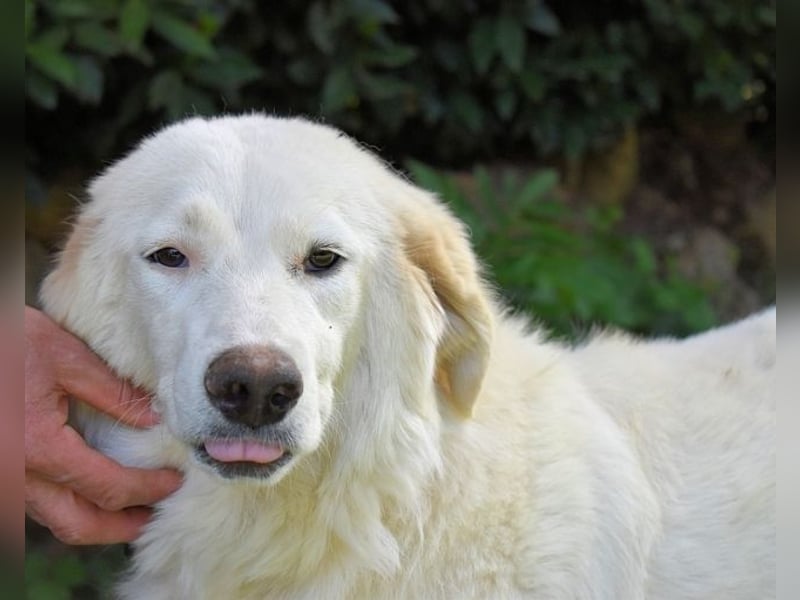 Kandie - Allein im Grau