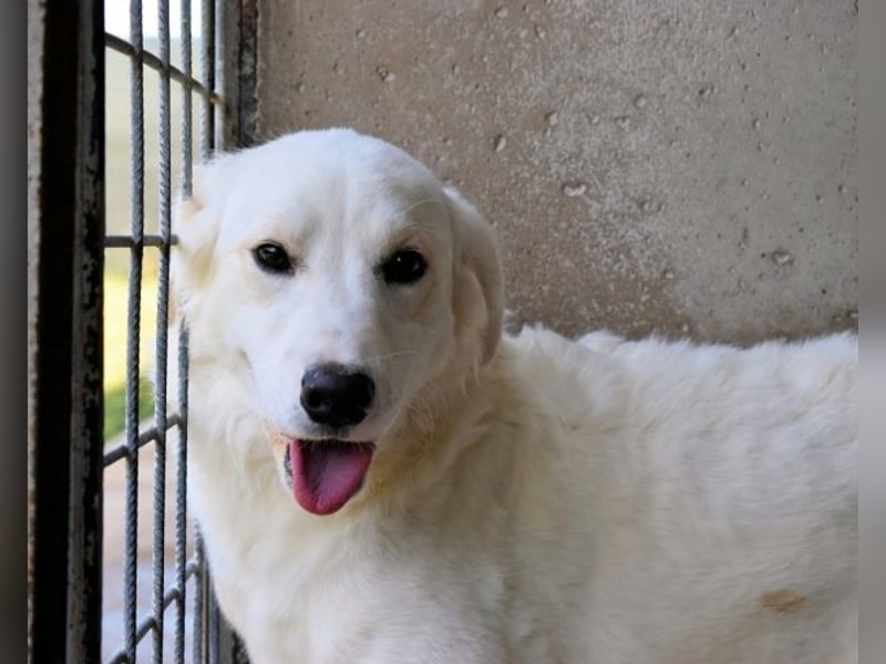 Habriel - weiß, es wird einmal ein Wunder gescheh'n