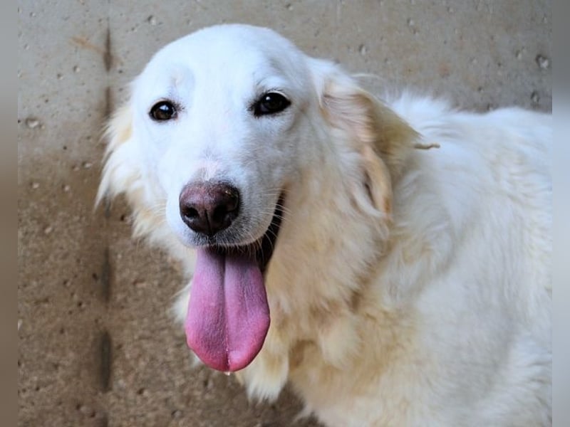 Harriette - weiß, es wird einmal ein Wunder gescheh'n