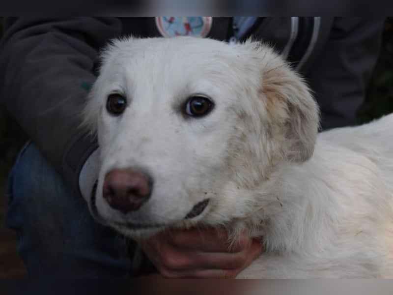 Sterling - So jung und so chancenlos ...