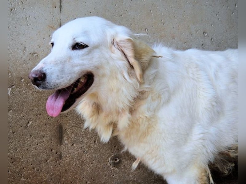 Harriette - weiß, es wird einmal ein Wunder gescheh'n