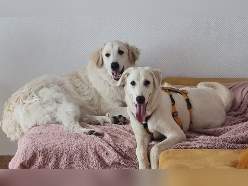 Seppiolino: will lernen, spielen, kuscheln