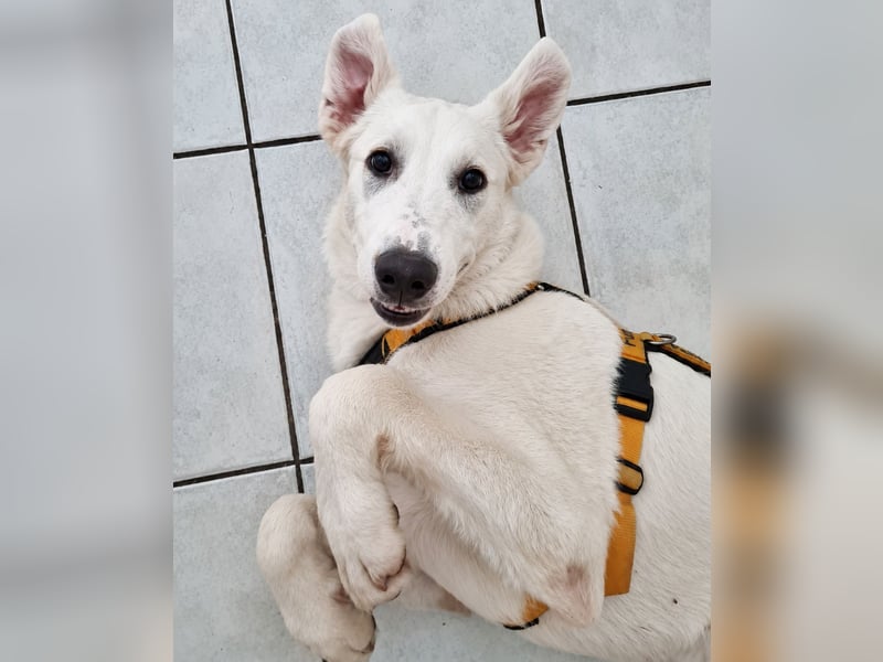 Seppiolino: will lernen, spielen, kuscheln