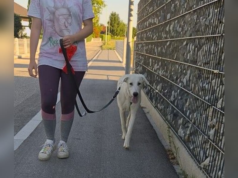 Seppiolino: will lernen, spielen, kuscheln