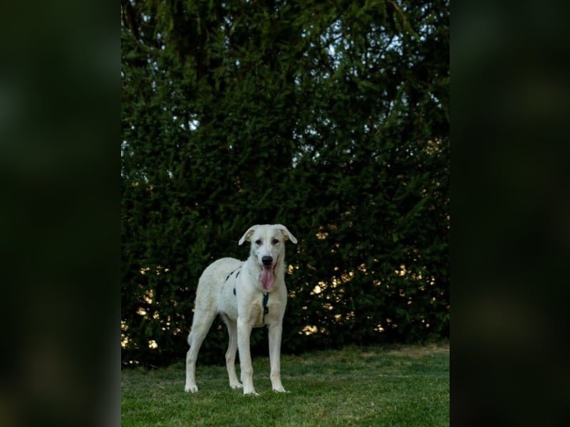 Seppiolino: will lernen, spielen, kuscheln