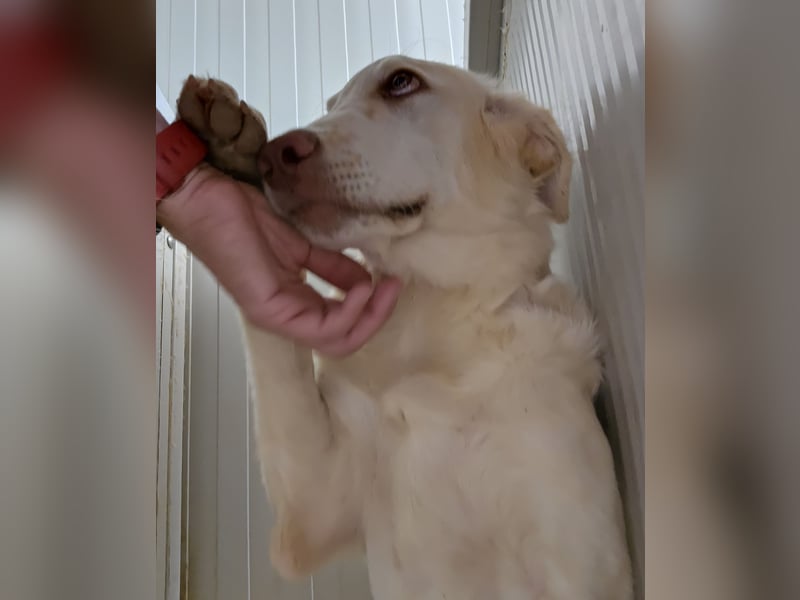 Milo: ein Schatz, der immer lacht