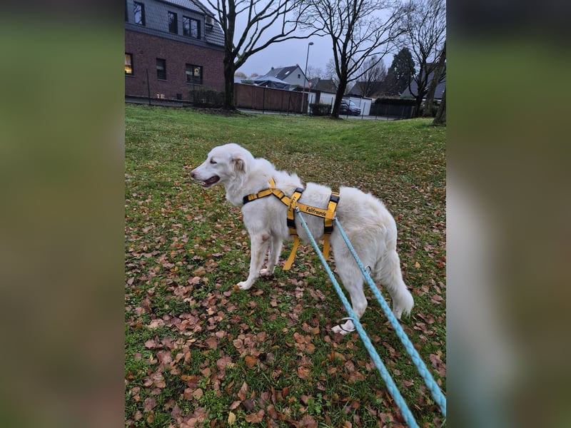 Milo: ein Schatz, der immer lacht