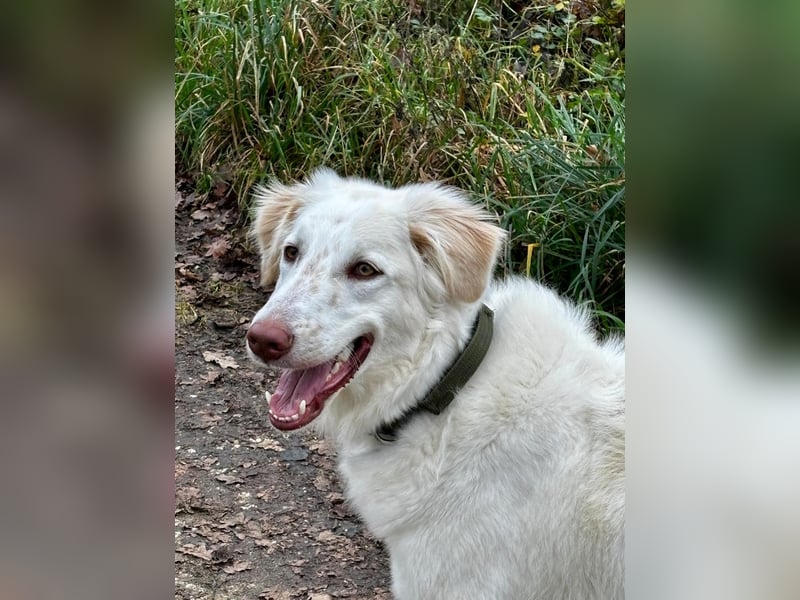 Milo: ein Schatz, der immer lacht