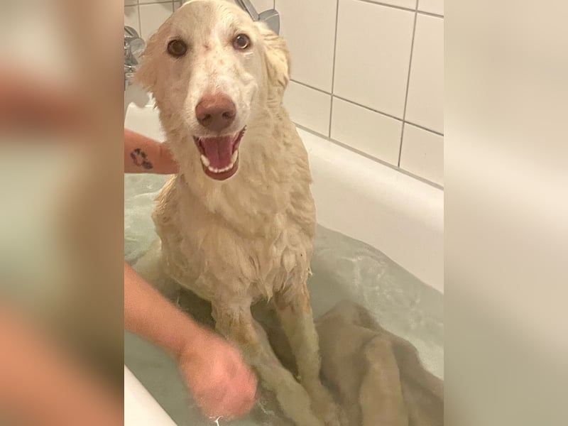 Milo: ein Schatz, der immer lacht