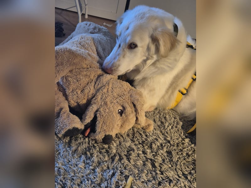 Milo: ein Schatz, der immer lacht