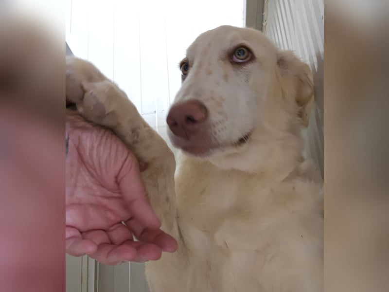 Milo: ein Schatz, der immer lacht