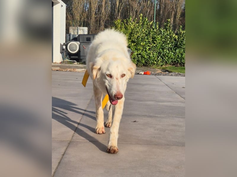 Milo: ein Schatz, der immer lacht