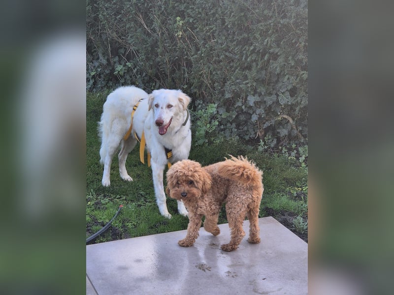 Milo: ein Schatz, der immer lacht