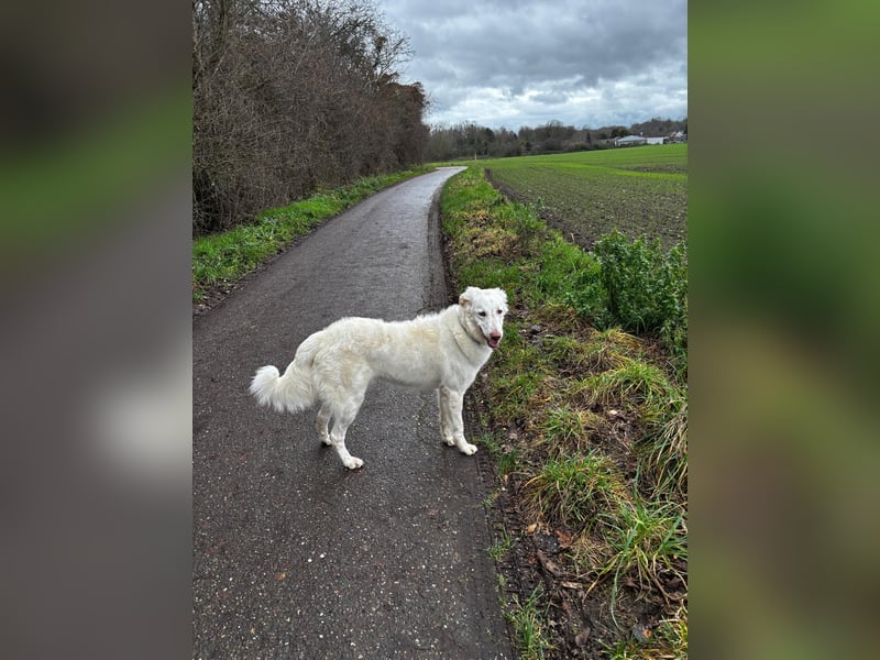 Milo: ein Schatz, der immer lacht