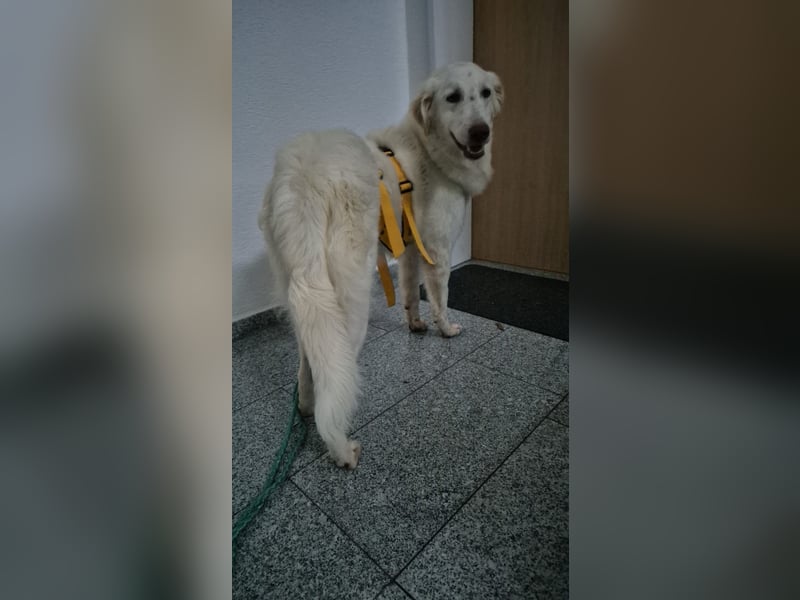 Milo: ein Schatz, der immer lacht