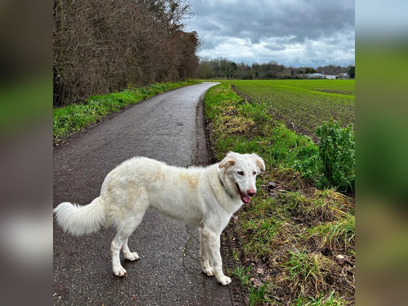 Milo: ein Schatz, der immer lacht