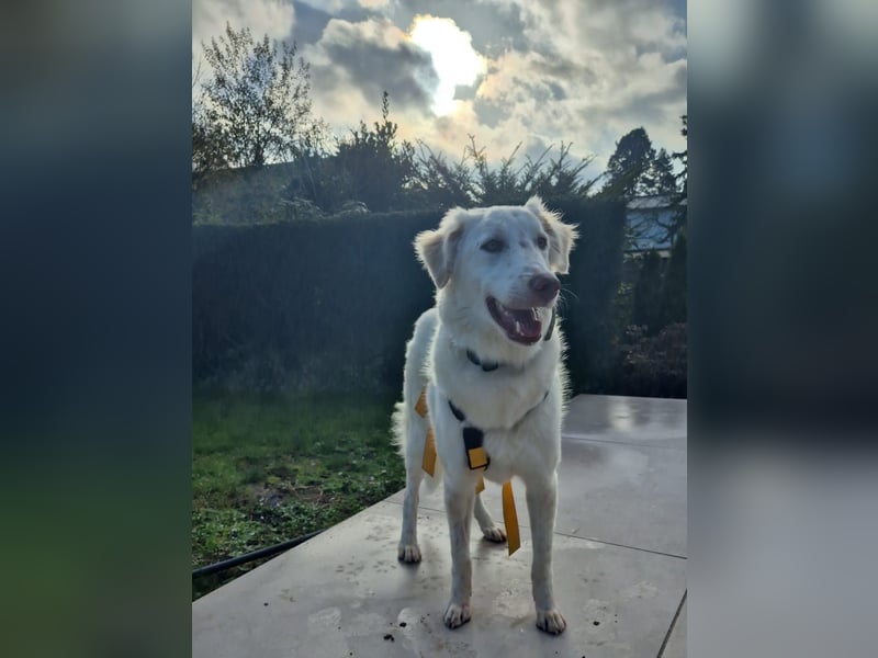 Milo: ein Schatz, der immer lacht