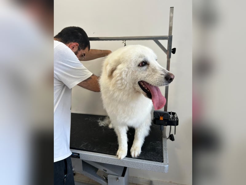 Bianca – Die liebevolle Maremmano-Mix-Hündin sucht ihre Herzensmenschen