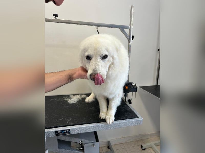 Bianca – Die liebevolle Maremmano-Mix-Hündin sucht ihre Herzensmenschen