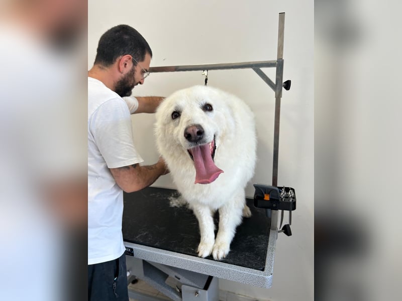 Bianca – Die liebevolle Maremmano-Mix-Hündin sucht ihre Herzensmenschen