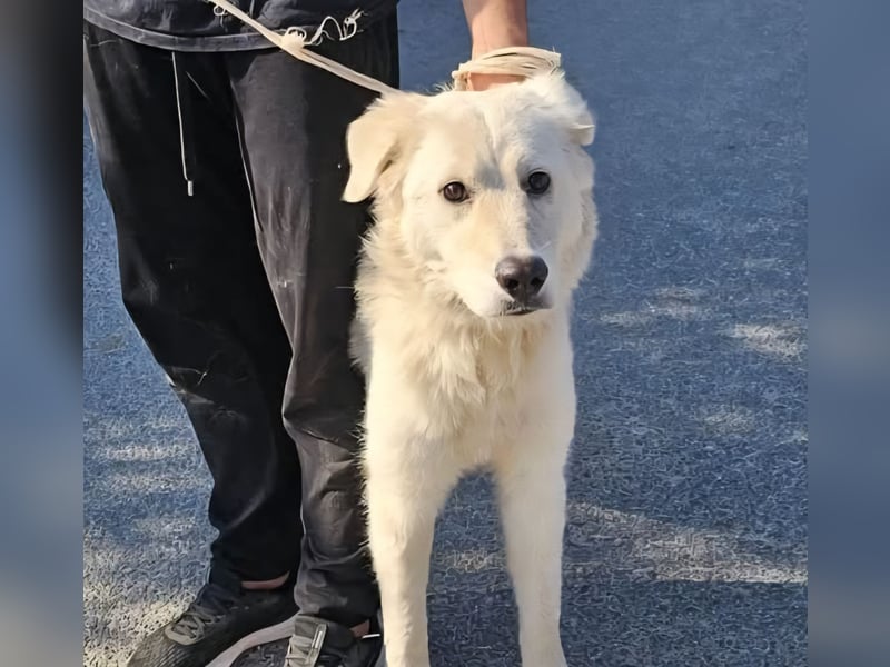 Girella: Schönheit und Reinrassigkeit nutzen ihr nichts