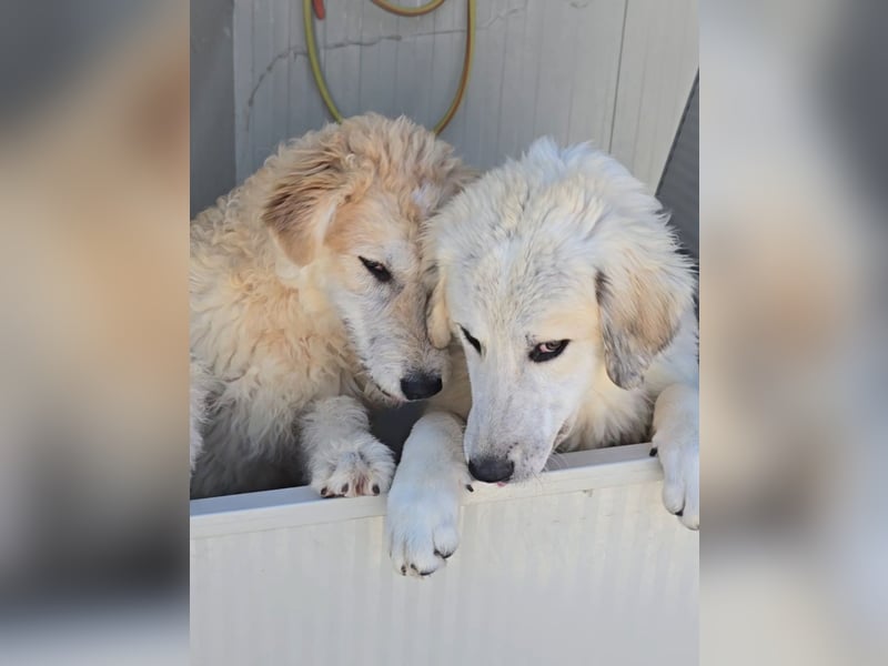 Tito: wie ein Sechser im Lotto