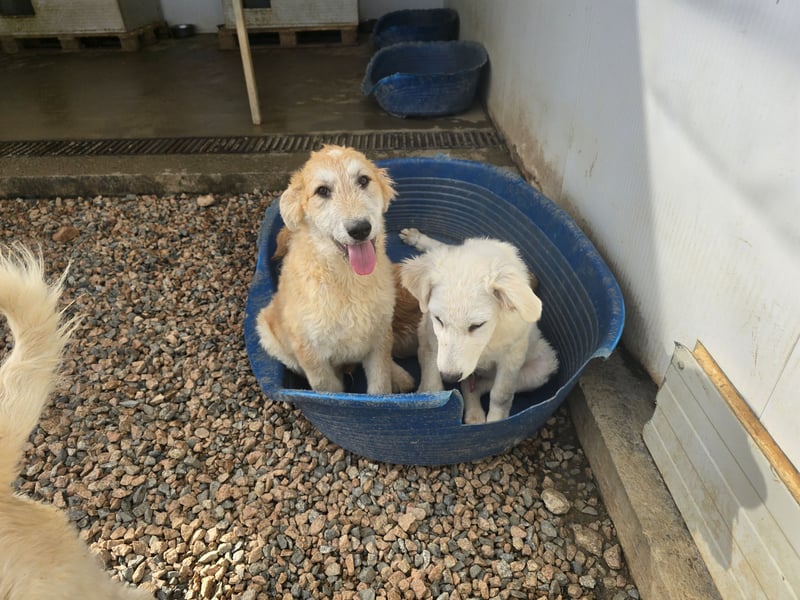 Tito: ein Wuschel zum Kuscheln