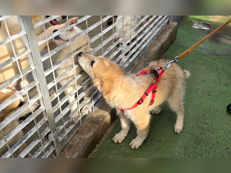 Tito: ein Wuschel zum Kuscheln