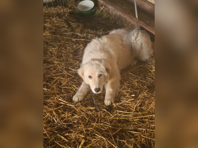Girella: Schönheit und Reinrassigkeit nutzen ihr nichts