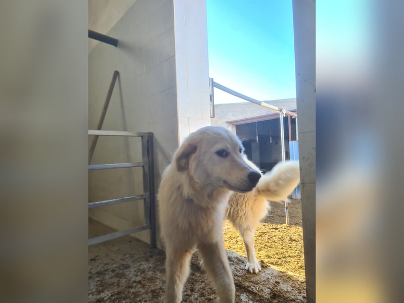 Girella: Schönheit und Reinrassigkeit nutzen ihr nichts