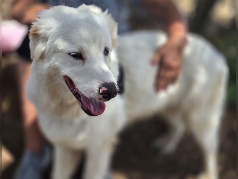 Otto: liebt Menschen über alles
