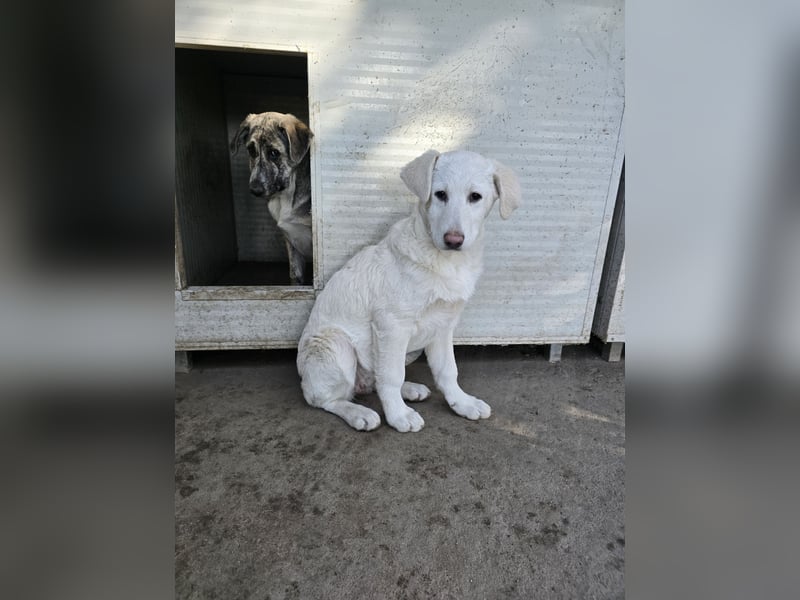 Clarissa: träumt von Streichelhänden