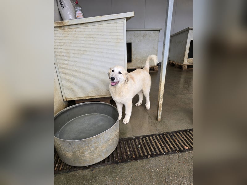 Tancredi: ein schlauer Wuschel