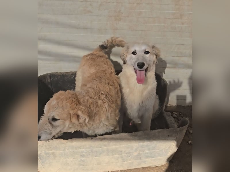 Tancredi: ein schlauer Wuschel