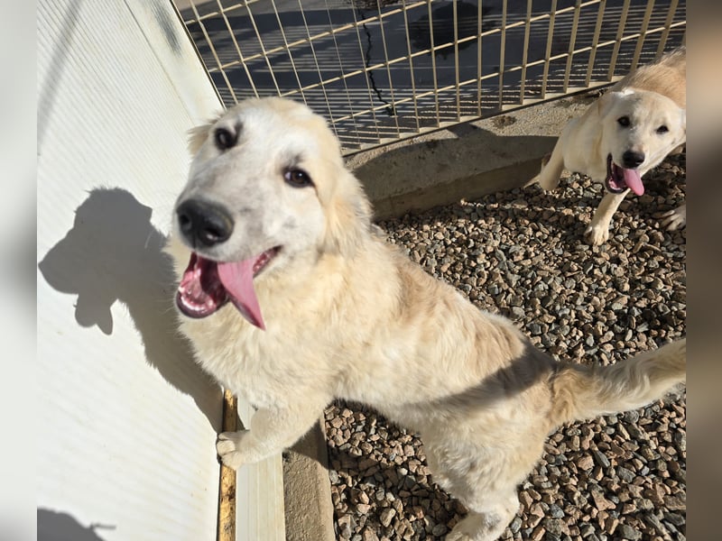 Tancredi: ein schlauer Wuschel