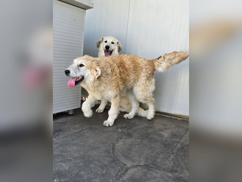 Tito: wie ein Sechser im Lotto