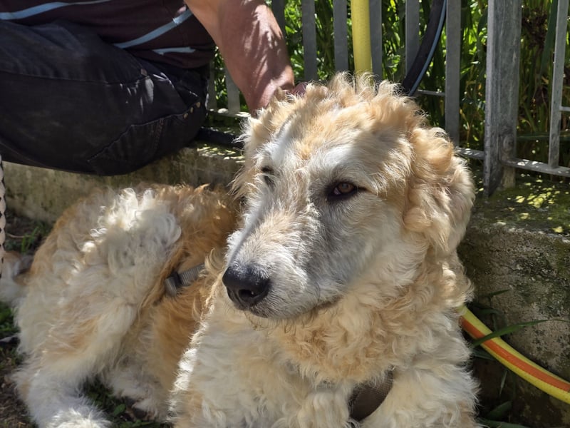 Tito: wie ein Sechser im Lotto