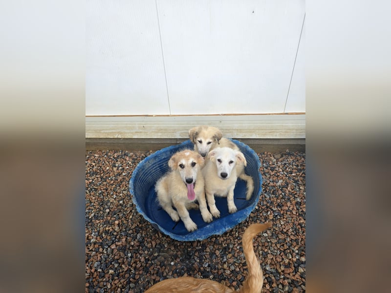 Tito: ein Wuschel zum Kuscheln