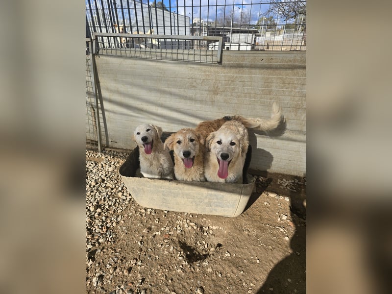 Tancredi: ein schlauer Wuschel
