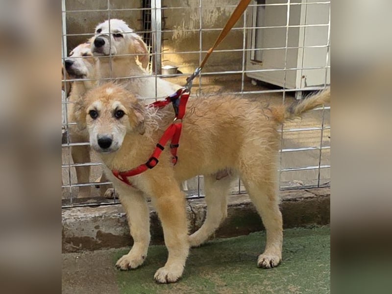 Tito: ein Wuschel zum Kuscheln