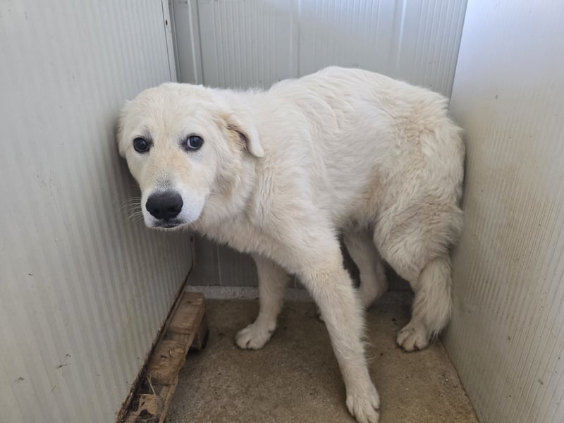 Girella: Schönheit und Reinrassigkeit nutzen ihr nichts