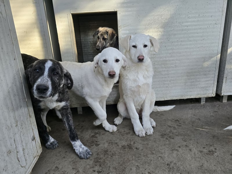 Clarissa: träumt von Streichelhänden