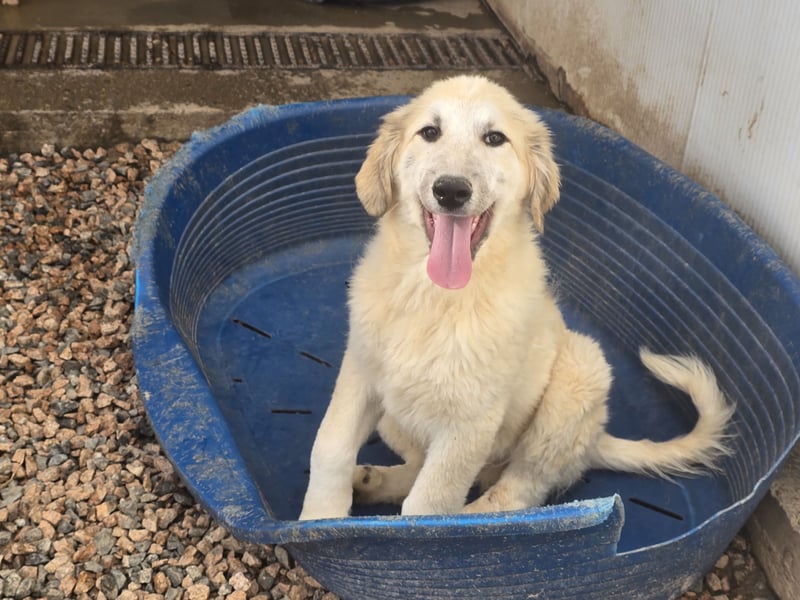 Tancredi: ein schlauer Wuschel