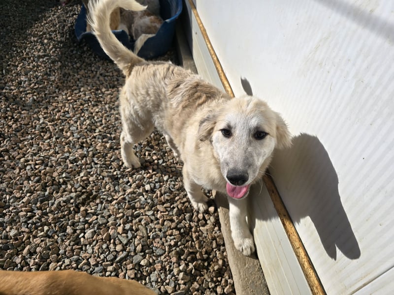 Tancredi: ein schlauer Wuschel