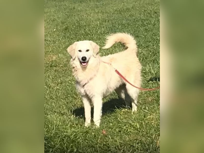 Luna sucht ein Zuhause