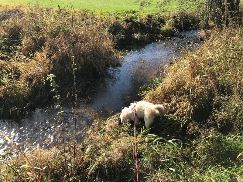 Luna sucht ein Zuhause