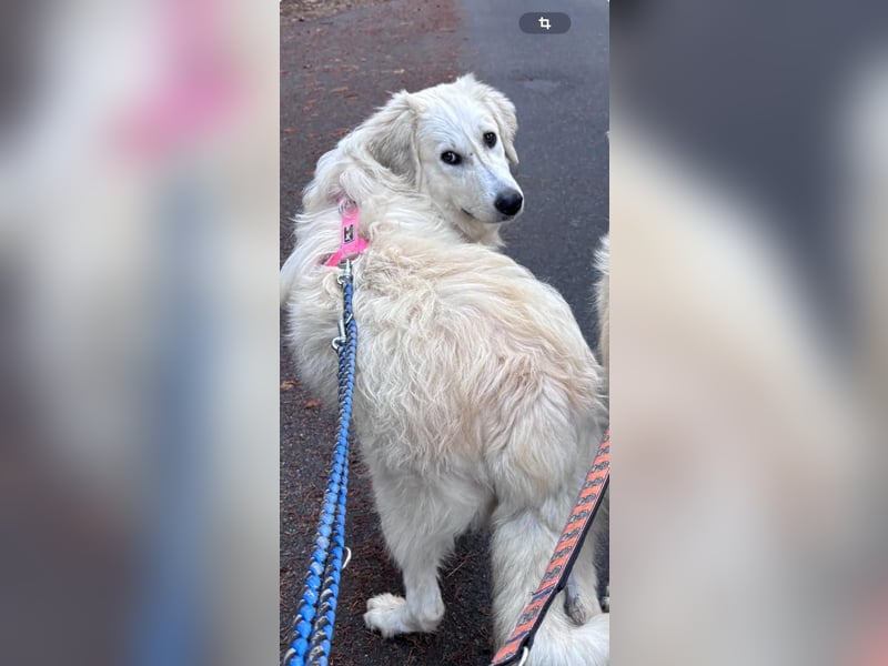 Luna sucht ein Zuhause