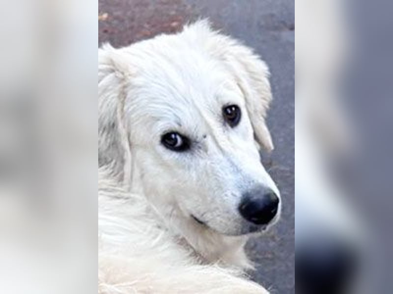 Luna sucht ein Zuhause