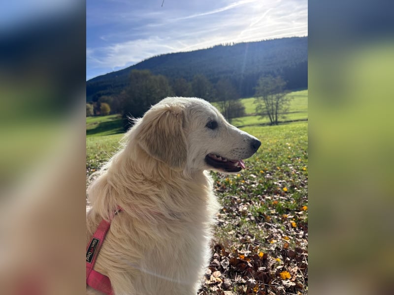 Luna sucht ein Zuhause