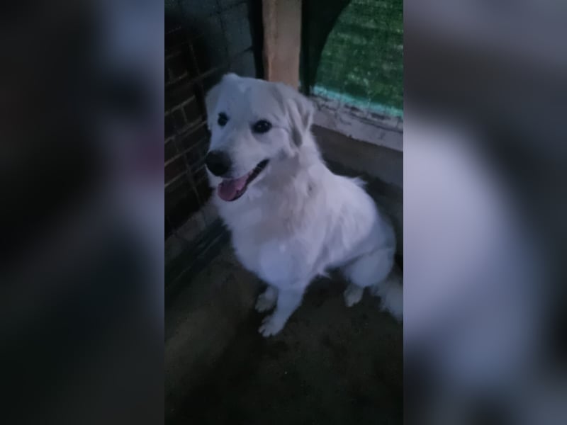 Sanfte Bella sucht geduldige Leute